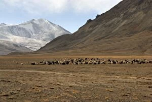 Images Dated 26th November 2007: Tajikistan - Herd of sheep in Pamir mountain - Murgab