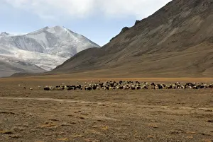 Tajikistan Prints: Tajikistan - Herd of sheep in Pamir mountain - Murgab