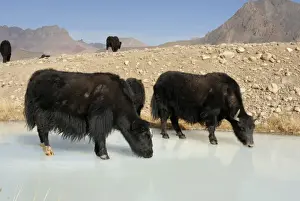 Tajikistan - Herd of Yak in Pamir mountain drinking at frozen pond - Murgab