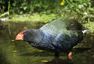 Takahe