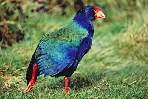Takahe - New Zealand