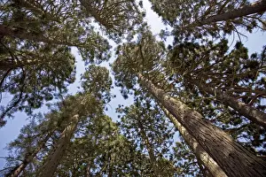 From Below Prints: Tall Pine Trees - looking from ground up to sky - South Wales UK