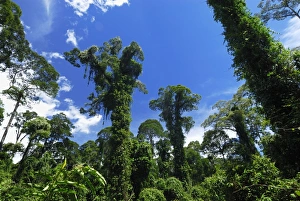Images Dated 22nd November 2007: Tall trees covered with plants - lowland rainforest - Danum Valley Conservation Area - Sabah