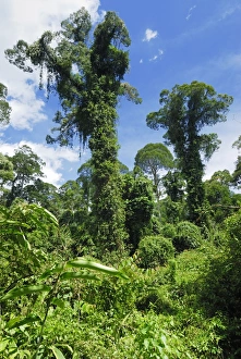 Images Dated 22nd November 2007: Tall trees covered with plants - lowland rainforest - Danum Valley Conservation Area - Sabah