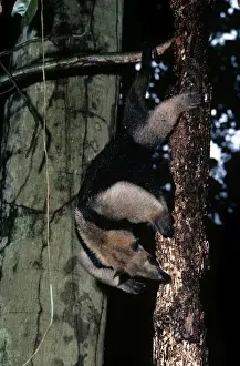 Tamandua Anteater