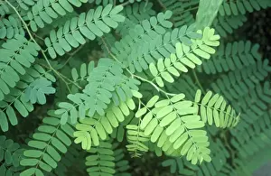 Tamarind Tree - close-up of leaves
