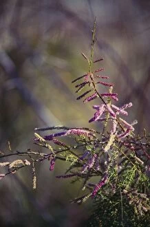 Images Dated 21st June 2005: Tamarisk / Salt-cedar Flowers - weed tree, native to Asia & S. E. Europe, introduced to S. W. USA
