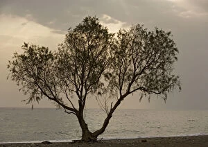 Tamarisk tree, by the sea