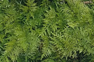 Mosses Prints: Tamarist Leaved Feather Moss