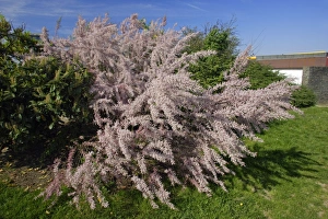 Images Dated 26th April 2007: Tamarix - in flower, on motorway side, Germany