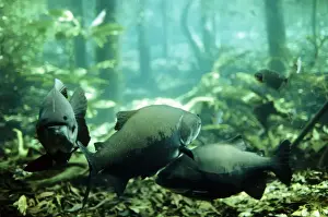 Floods Prints: Tambaqui Fish - flooded forest - Brazil