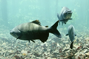 Images Dated 25th January 2006: Tambaqui Fish - seed eating Amazonia, Brazil