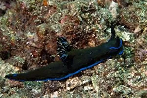 Images Dated 30th October 2004: Tambja Nudibranch