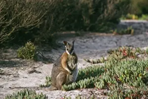 Wallabies Prints: Tammar Wallaby Kangaroo Island, South Australia