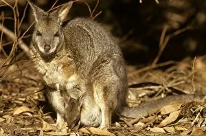 Tammar wallaby - mother with young in pouch