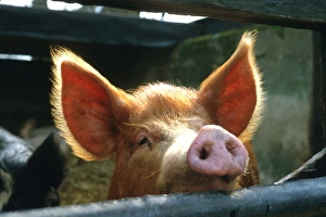 Images Dated 1st October 2008: TAMWORTH PIG