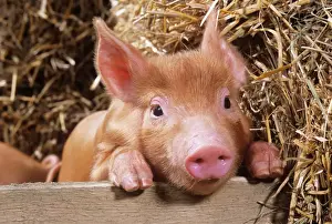 Barns Prints: Tamworth Pig - piglet looking over pen