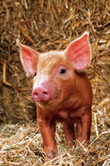 Tamworth PIG - piglet standing in straw