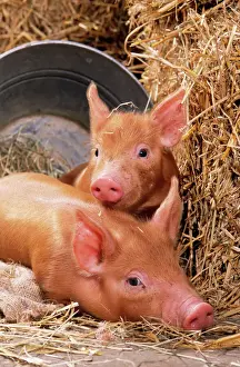 Pigs Prints: Tamworth Pig Piglets in bucket