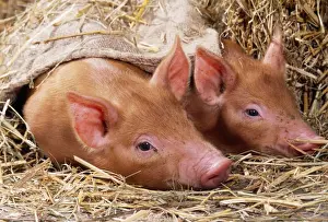 Tamworth Pig Piglets in sack