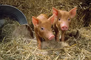 Tamworth Pig - piglets in straw