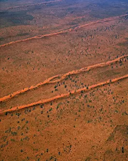Spinifex Prints: Tanami Desert vegetation: spinifex