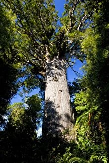 Images Dated 26th March 2008: Tane Mahuta - this giant Kauri tree is the largest known living Kauri in New Zealand