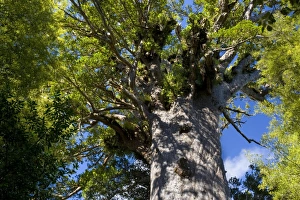 Images Dated 26th March 2008: Tane Mahuta this giant Kauri tree is the largest known living Kauri in New Zealand
