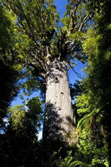 Tane Mahuta this giant Kauri tree is the largest known living Kauri in New Zealand and is more than 1250 years old. Tane Mahute is Maori and means Ruler of the Forest'. Waipoua Forest Sanctuary, Northland