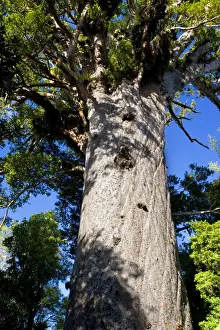 Tall Prints: Tane Mahuta this giant Kauri tree is the largest known living Kauri in New Zealand and is more than 1250 years old