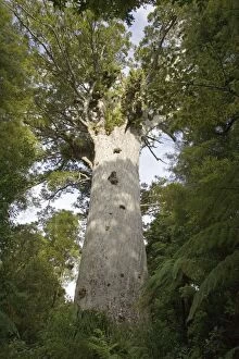 Images Dated 8th February 2007: Tane Mahuta Kauri Tree - in Waipoua Kauri Forest. New Zealand's largest kauri tree over 1200 years