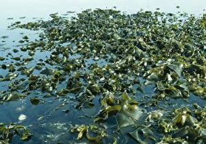 Images Dated 11th August 2004: Tanggle Kelp / Oarweed Seaweed