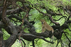 Tanzania. African lioness rests on tree