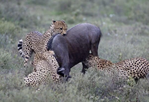 Images Dated 26th June 2007: Tanzania. Cheetahs killing wildebeest