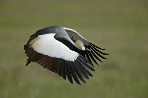 Images Dated 26th June 2007: Tanzania. Flying grey-crowned crane with