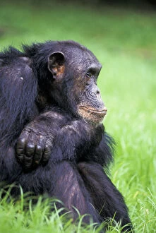 Chimpanzee Gallery: Tanzania, Gombe National Park. Alpha-male
