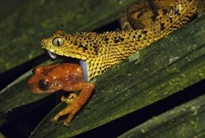 Images Dated 1st April 2006: Tanzania Horned Bush Viper - eating an undescribed