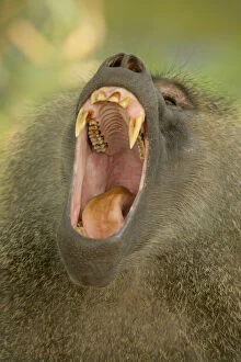 Tanzania, Lake Manyara. Olive baboon yawning