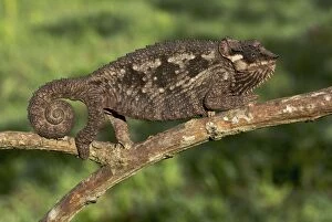Images Dated 22nd December 2008: Tanzania Mountain Chameleon