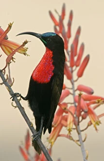 Tanzania, Ndutu. Close-up of scarlet-breasted