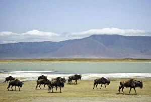 Images Dated 2nd February 2010: Tanzania: Ngorongoro Conservation Area