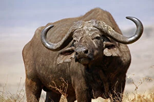 Bovid Gallery: Tanzania, Ngorongoro Crater. African Buffalo