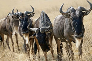 Tanzania, Ngorongoro Crater. Grazing Wildebeest