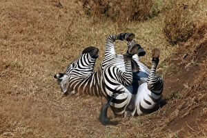 Common Gallery: Tanzania, Ngorongoro Crater. Zebra rolling