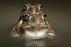 Tanzania Sand Frog - couple mating in water