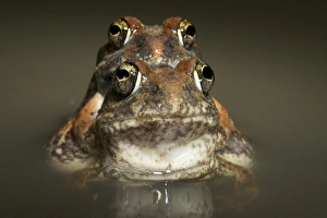 Amplexus Collection: Tanzania Sand Frog - couple mating in water - Tanzania - Africa