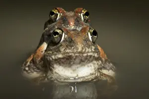 Amplexus Prints: Tanzania Sand Frog - couple mating in water - Tanzania - Africa