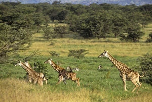 Tanzania, Serengeti National Park, Lobo