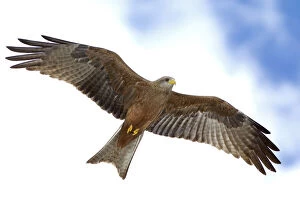 Images Dated 26th June 2007: Tanzania. Detail of yellow-billed kite in