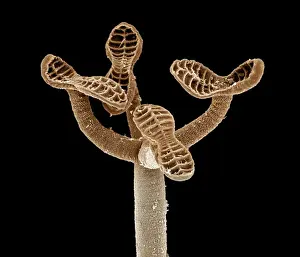 Tapeworm from shark CHI0876